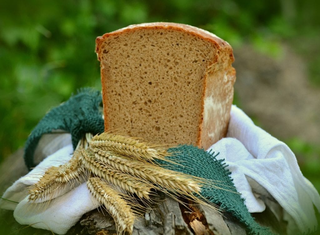 barley, cereals, spike