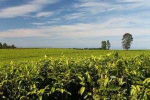 tea, plantations, greenery