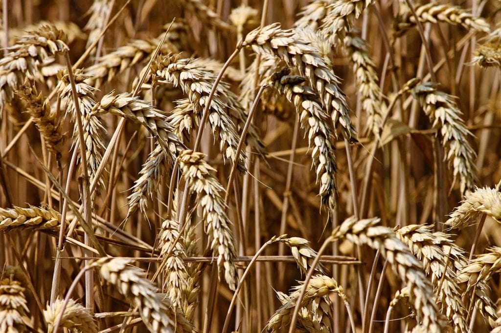 wheat, spike, cereals