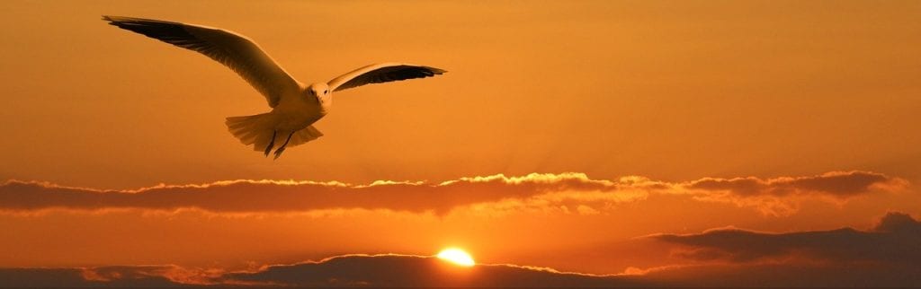 gull, bird, flying