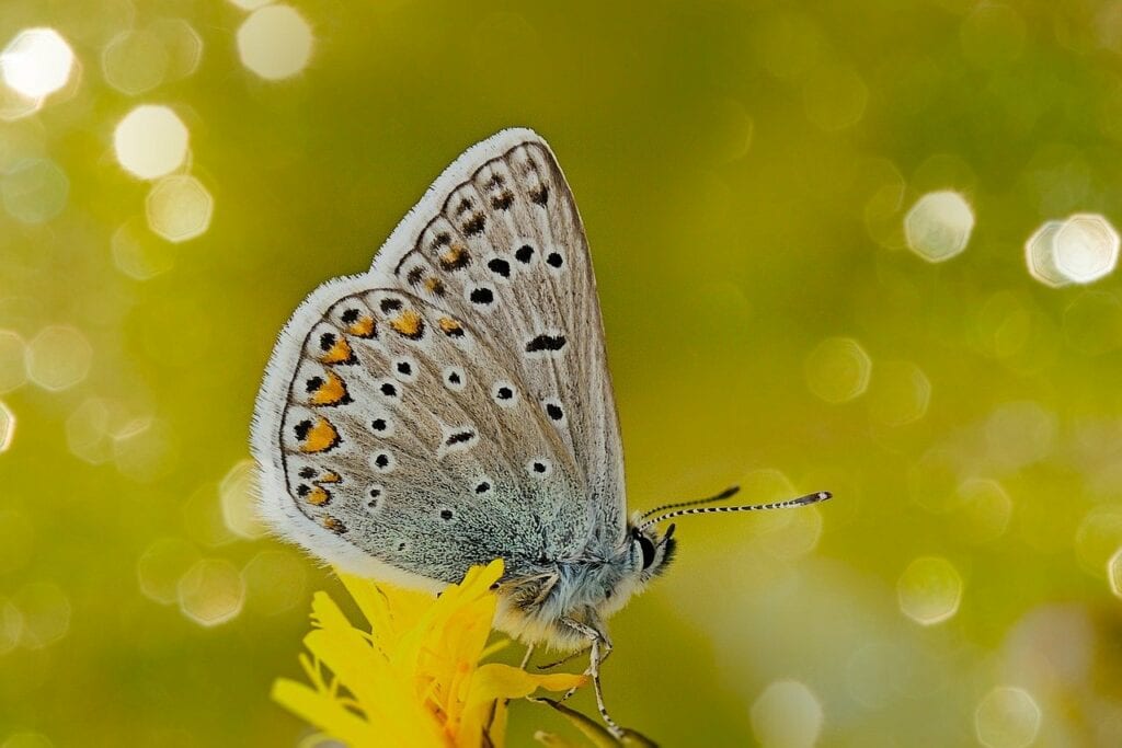 common blue, butterfly, flower